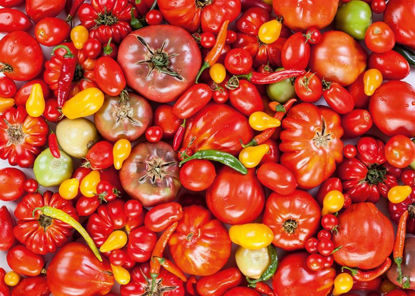 Tomatoes     1000P resmi